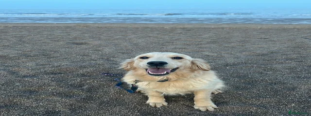 Bonnie