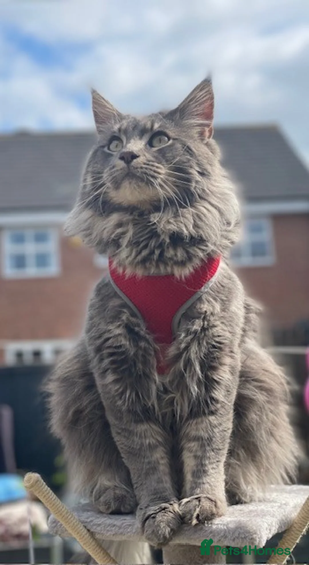 Maine Coon cats for sale: 💙 Big Boy Bertie 💙 - Advert 2