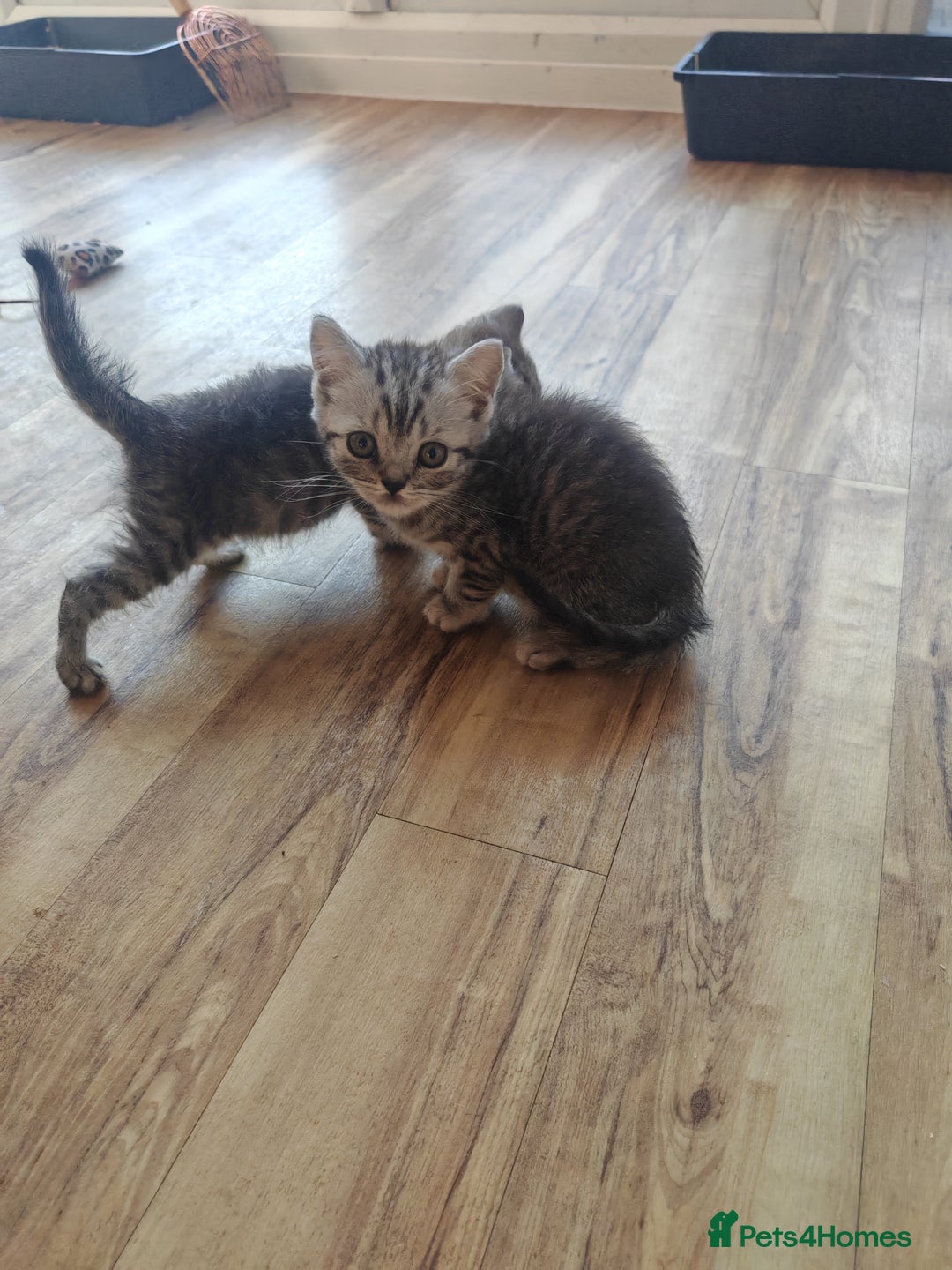 British Shorthair cats for sale: Pedigree British Shorthair kittens - Image 9