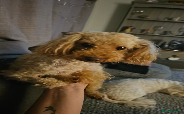 Toy Poodle dogs - Advert 1