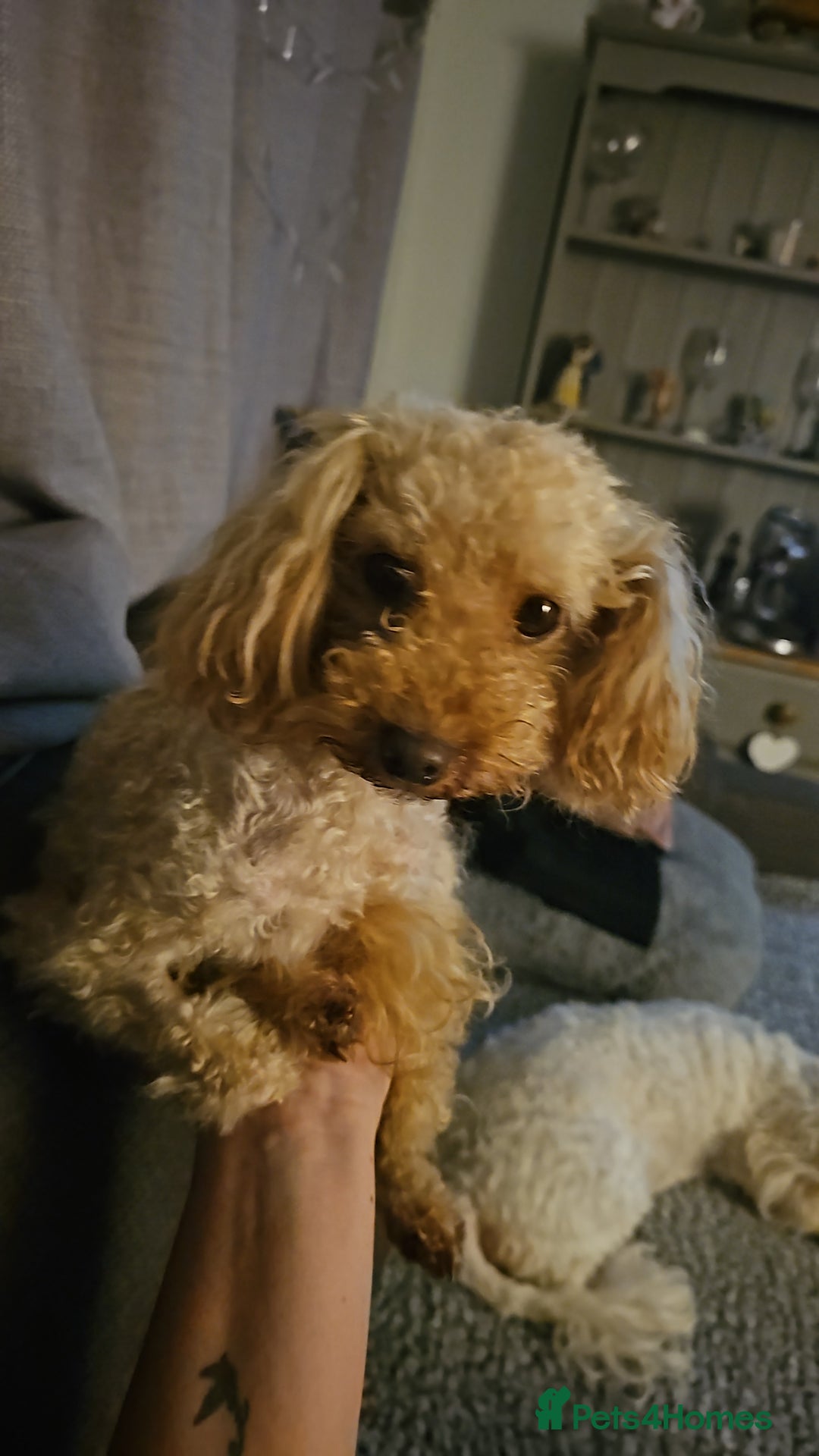 Toy Poodle dogs for sale: Toy poddle  - Image 1