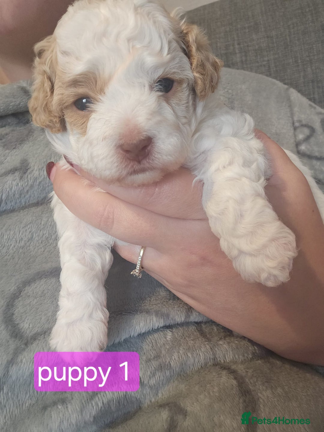 Poochon dogs for sale: Poochon puppies ready Dec 12th - Image 2