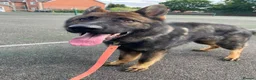 German Shepherd dogs for sale: Rocky - 1 Year Old Male German Shepherd - Advert 4