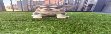 French Bulldog 1
