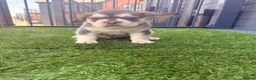French Bulldog dogs for sale: Beautiful French Bulldog Puppies - ready soon - Advert 6