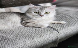 Ragdoll cats for sale: Ragdoll kittens - Image 3