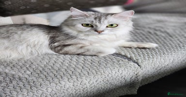Ragdoll cats - Advert 7