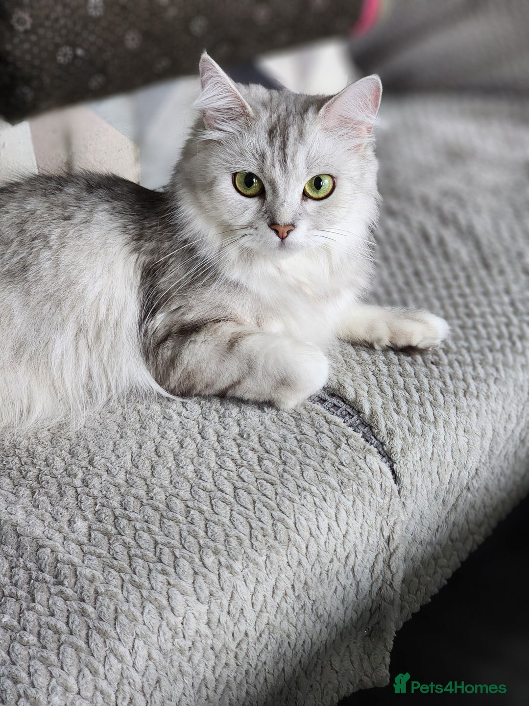Ragdoll cats for sale: Ragdoll kittens - Image 3