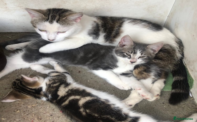 Mixed Breed cats - Advert 1