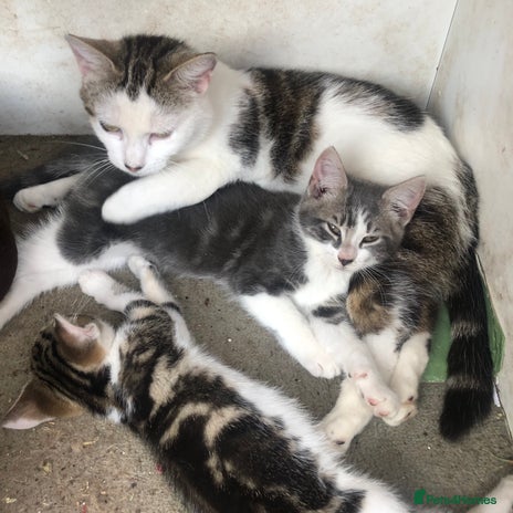 Mixed Breed cats - Advert 13