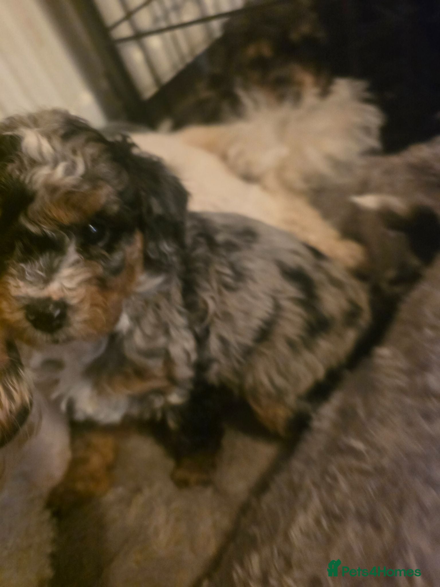 Poochon dogs 4 beautiful poochon puppys for sale  - Advert 1