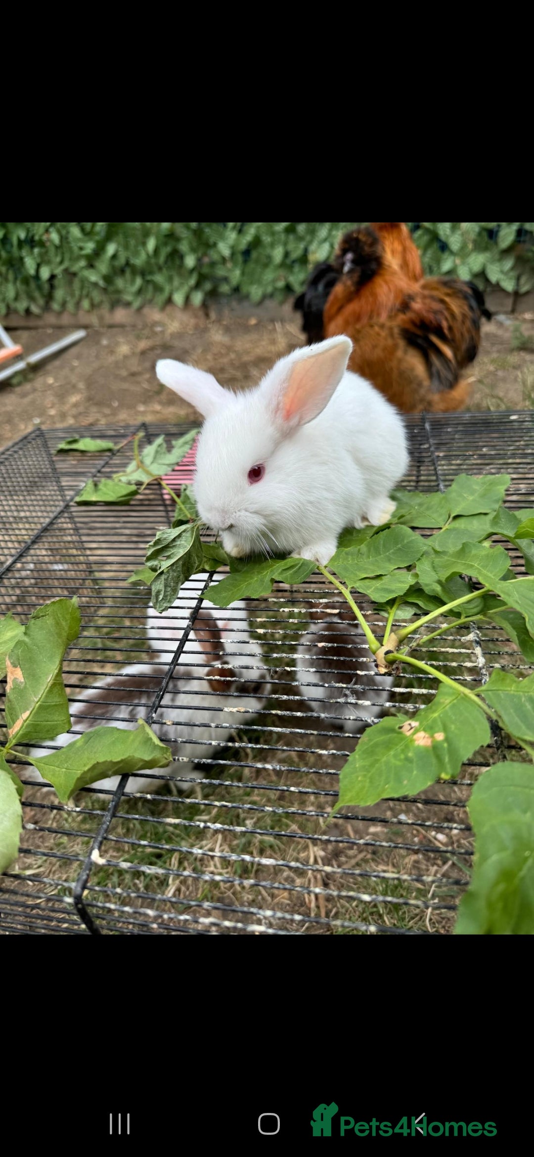 Rex rabbits for sale: Baby rabbits with blue and red eyes color - Image 1