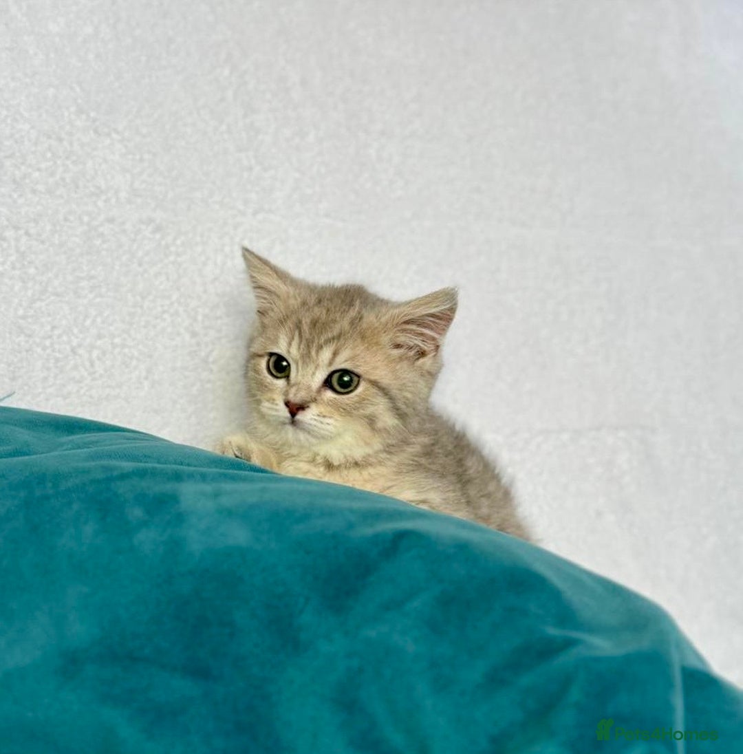 British Shorthair cats for sale: 🐾 Purebred BSH kittens🐾 - Image 11