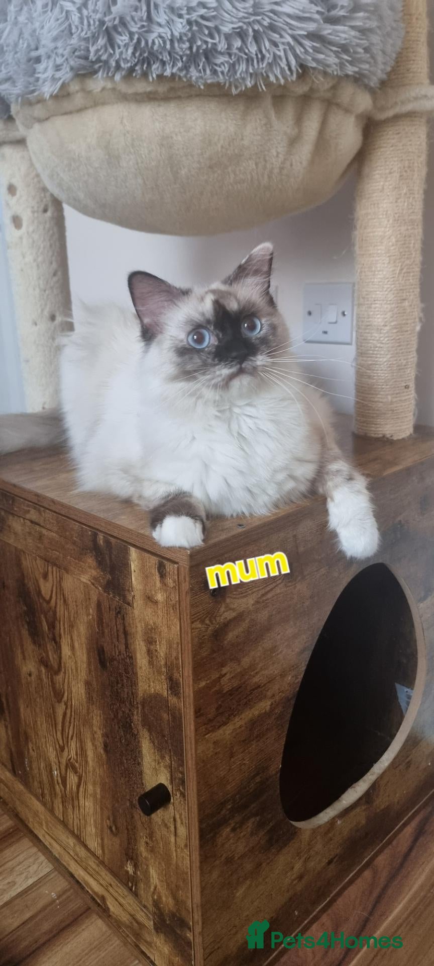 Ragdoll cats A very rare litter of kittens.  - Advert 2