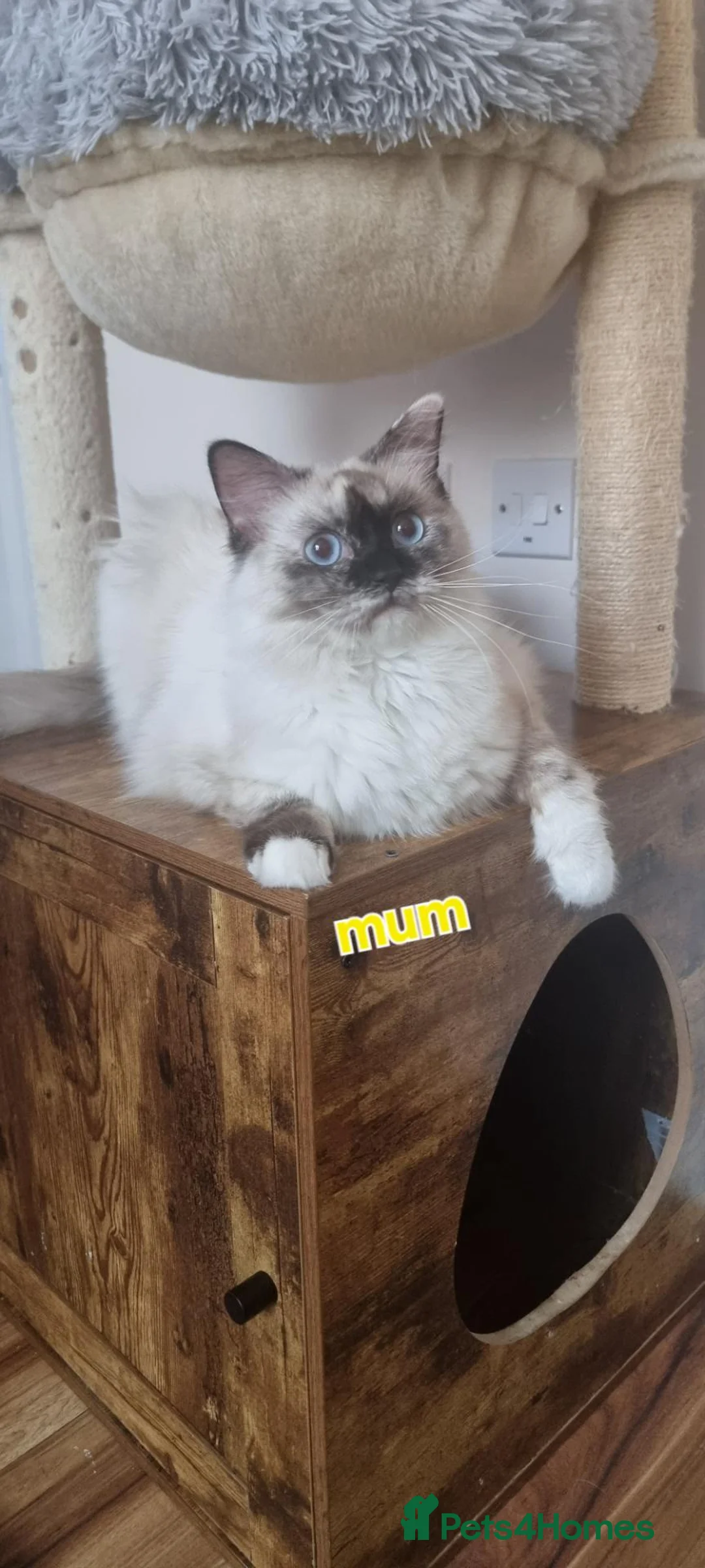 Ragdoll cats for sale: A very rare litter of kittens.  - Advert 2