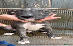 Lurcher dogs for sale: Lurcher - Image 7