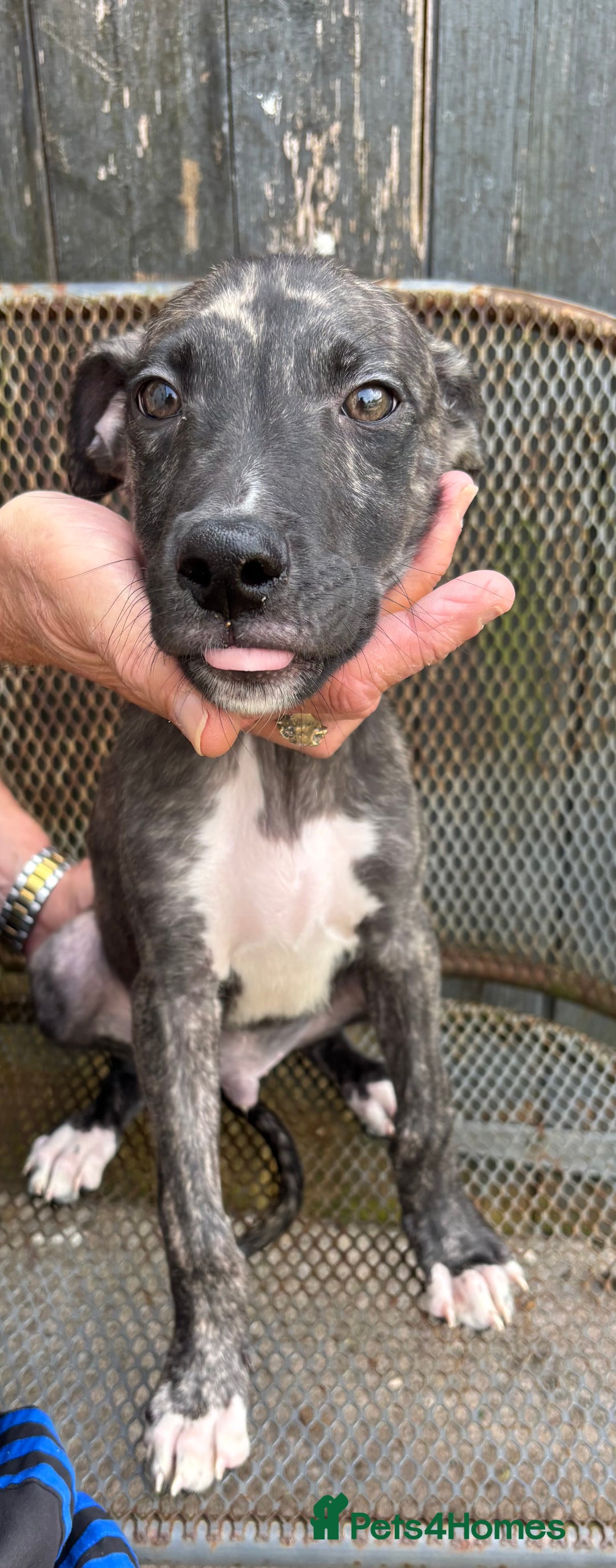 Lurcher dogs for sale: Lurcher - Image 7