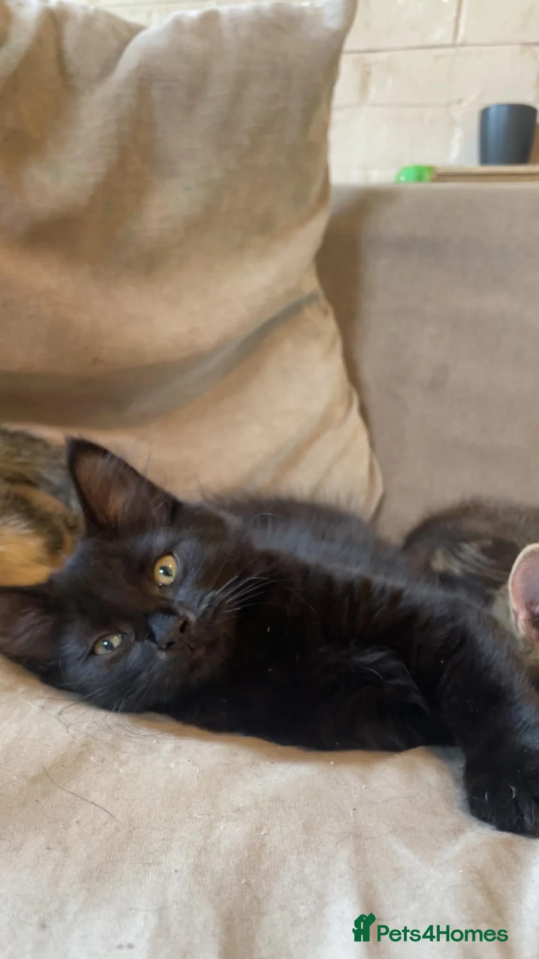 Mixed Breed cats for sale: Beautiful all jet black moggy, maincoon mix - Advert 5