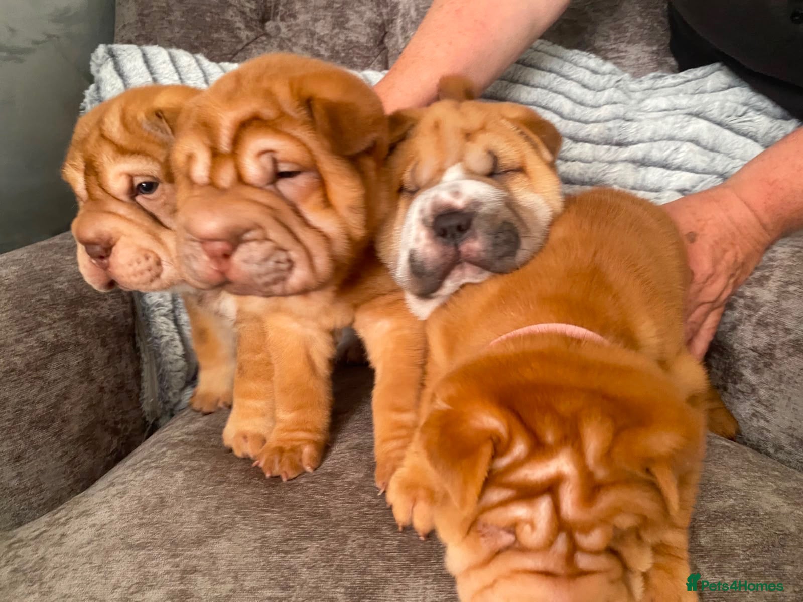 Shar Pei dogs Beautiful KC Registered Shar Pei Puppies - Advert 5