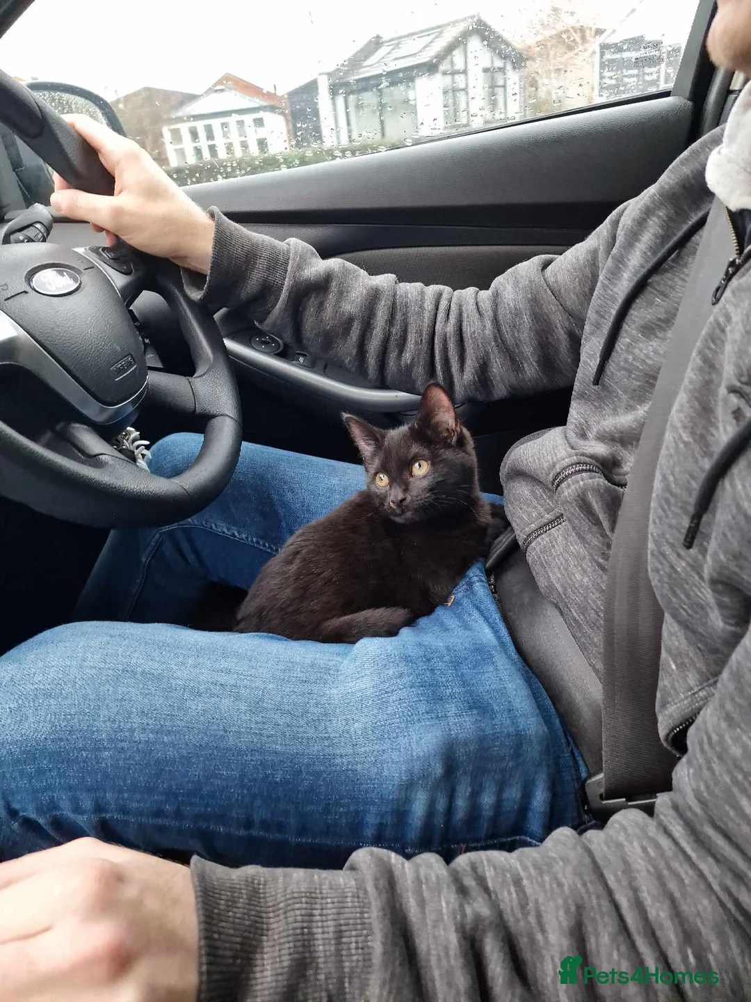 Bombay cats for sale: Female Cat (Nyx) - Advert 7