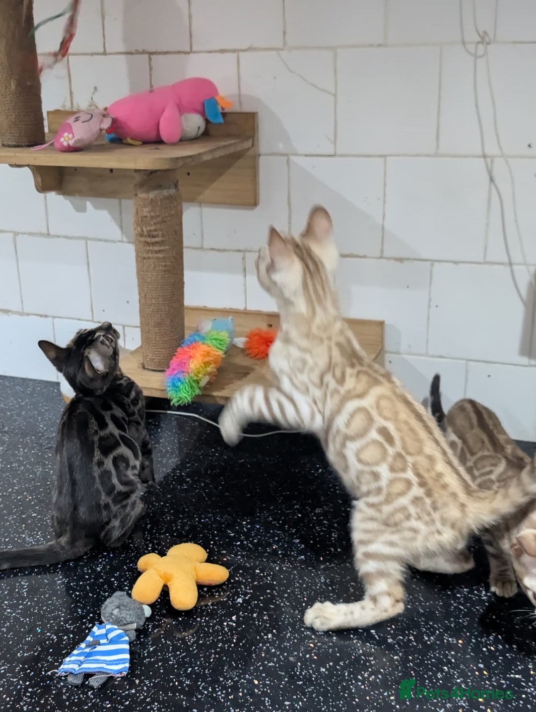 Bengal cats for sale: 🔥✨Pedigree TICA-Registered Bengals - Advert 18