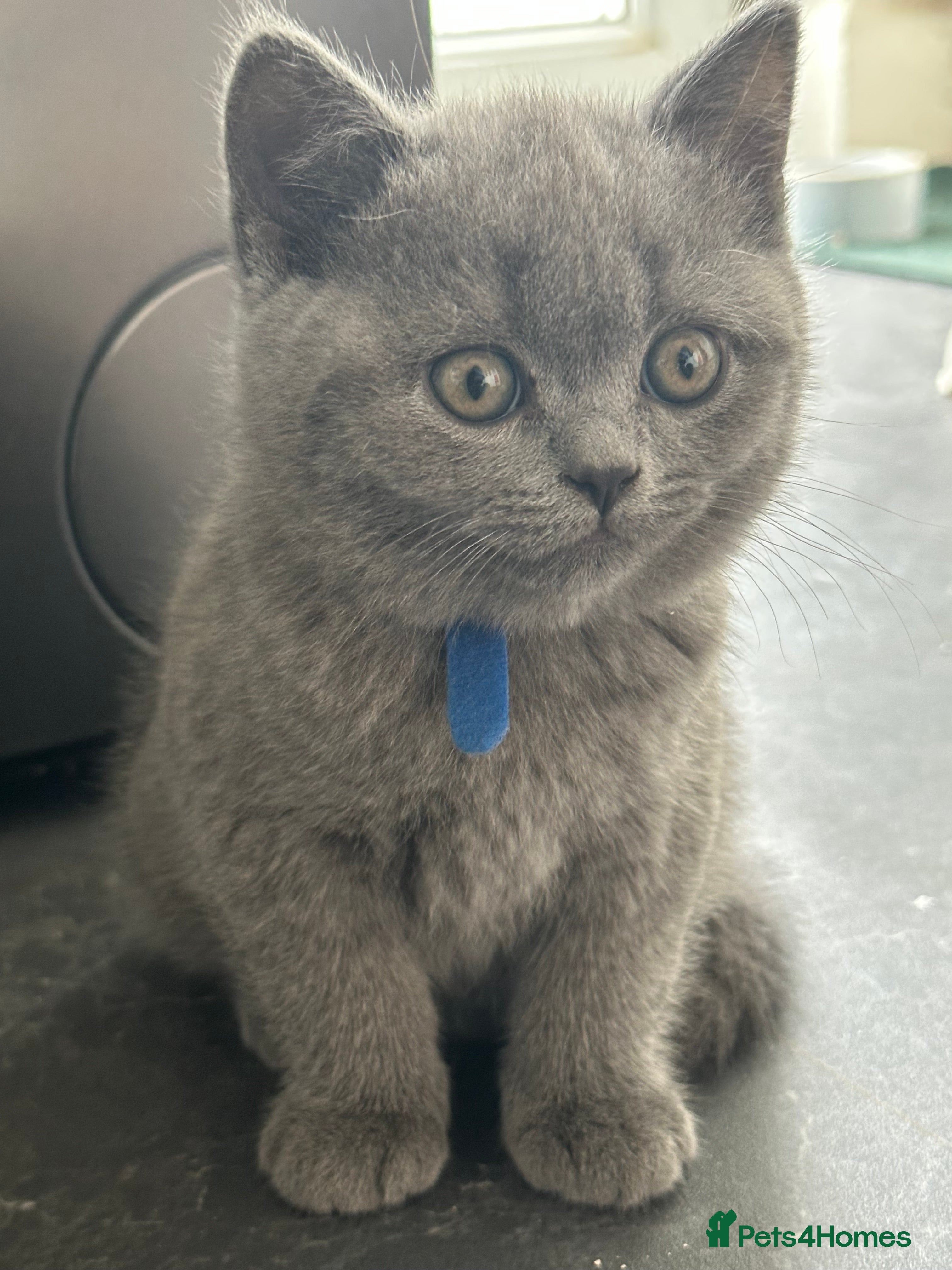 British Shorthair cats British Short Hair- PINK GIRL AVAILABLE ONLY - Advert 18