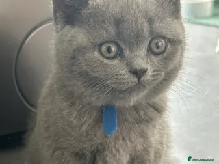 British Shorthair cats British Short Hair- PINK GIRL AVAILABLE ONLY - Advert 18