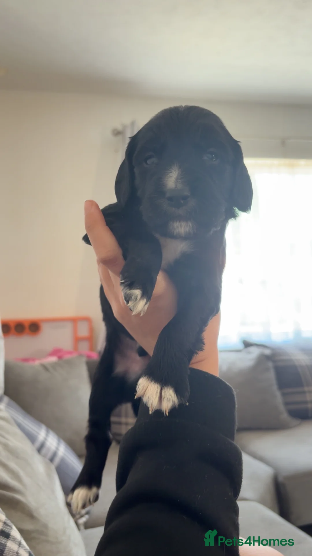 English Springer Spaniel dogs for sale: Springer spaniel puppy  - Advert 4