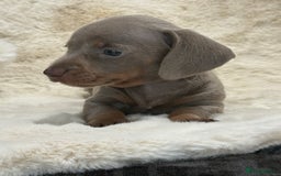 Miniature Dachshund dogs for sale: Stunning mini smooth dachshund pups  - Image 27