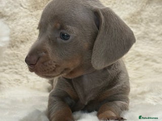 Miniature Dachshund dogs - Advert 16