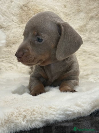 Miniature Dachshund dogs - Advert 1