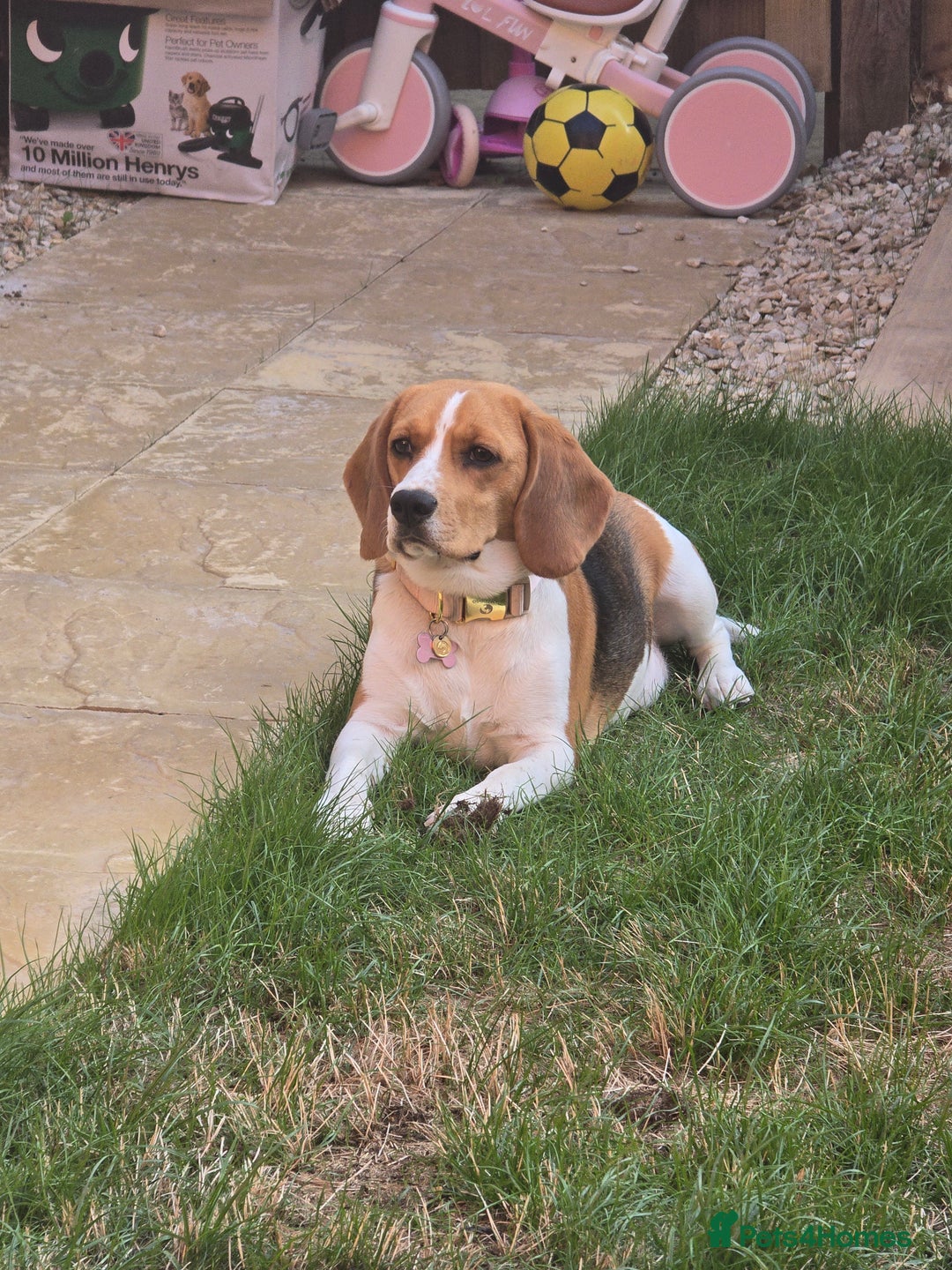 Beagle dogs for sale: Amber - Image 2