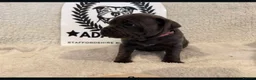 Staffordshire Bull Terrier dogs for sale: %Bloodline Staffordshire Bull Terrier Pups in Rugby - Advert 16