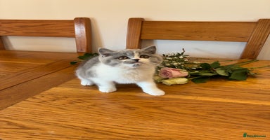British Shorthair cats - Advert 15