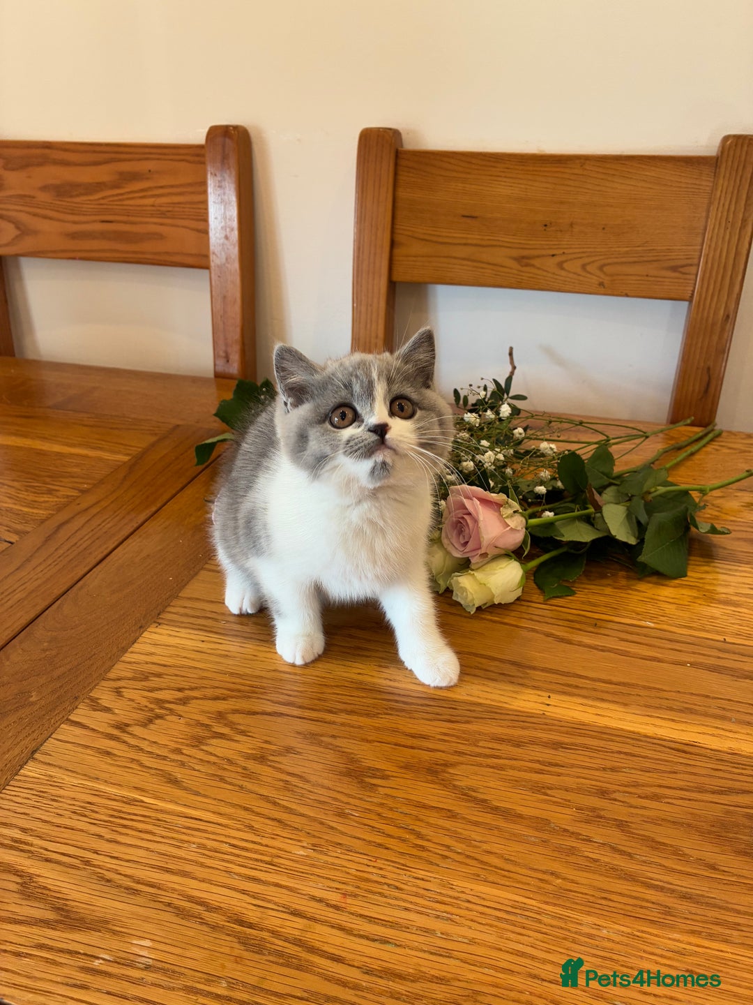 British Shorthair cats for sale: CHAMPION LINES TICA REGISTERED ACTIVE BI BSH GIRLS - Image 4