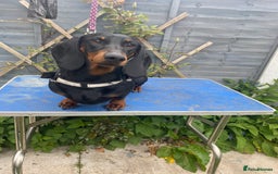 Dachshund dogs for sale: Standard dachshund adult female  - Image 1