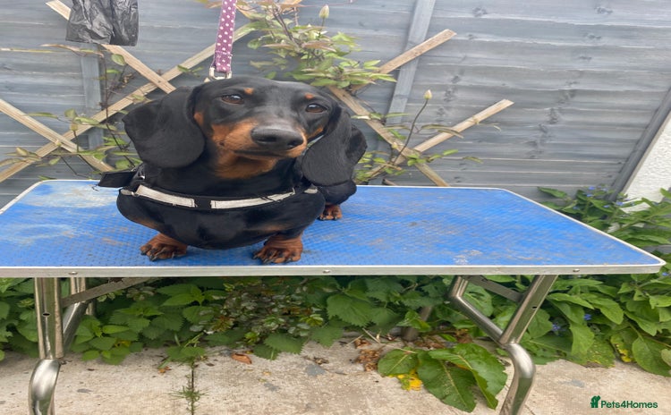 Dachshund dogs - Advert 7