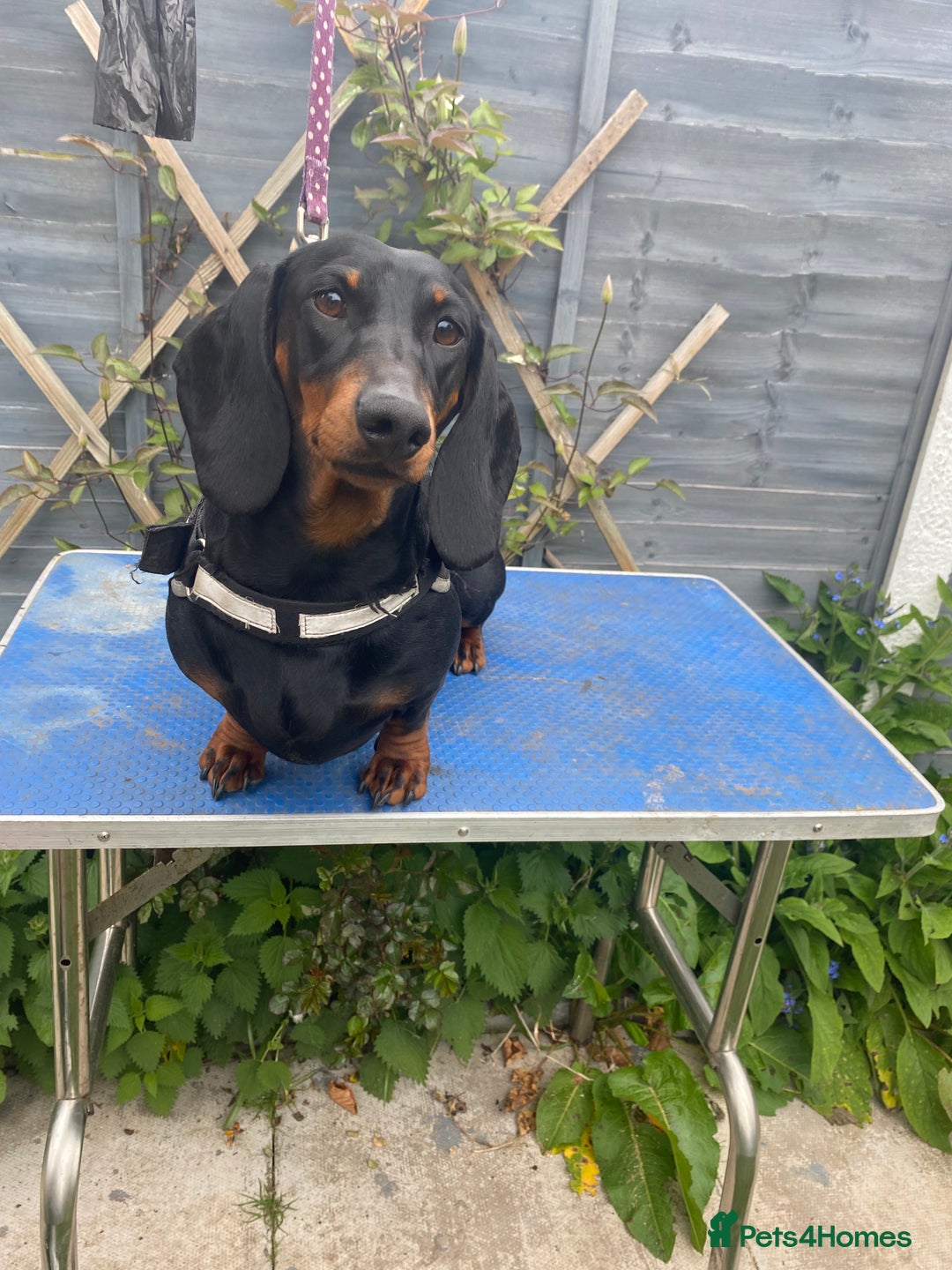 Dachshund dogs for sale: Standard dachshund adult female  - Image 1