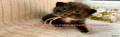 White collar, tuxedo smoke female