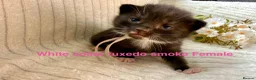 Siberian cats for sale: Pedigree Siberian kittens  in Droitwich - Advert 5