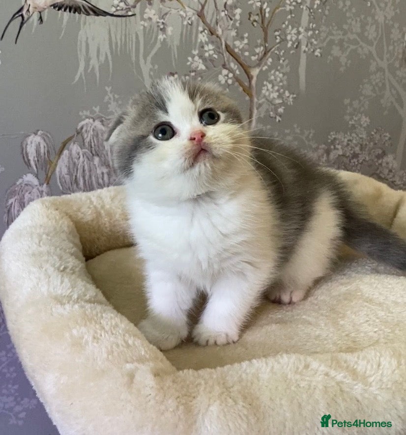 Scottish Fold cats 🧸😻CHAMPION LINE TICA ACTIVE SCOTTISH/BSH😻🧸 - Advert 1