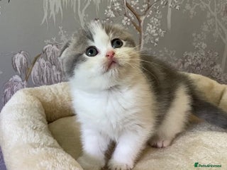 Scottish Fold cats 🧸😻CHAMPION LINE TICA ACTIVE SCOTTISH/BSH😻🧸 - Advert 1