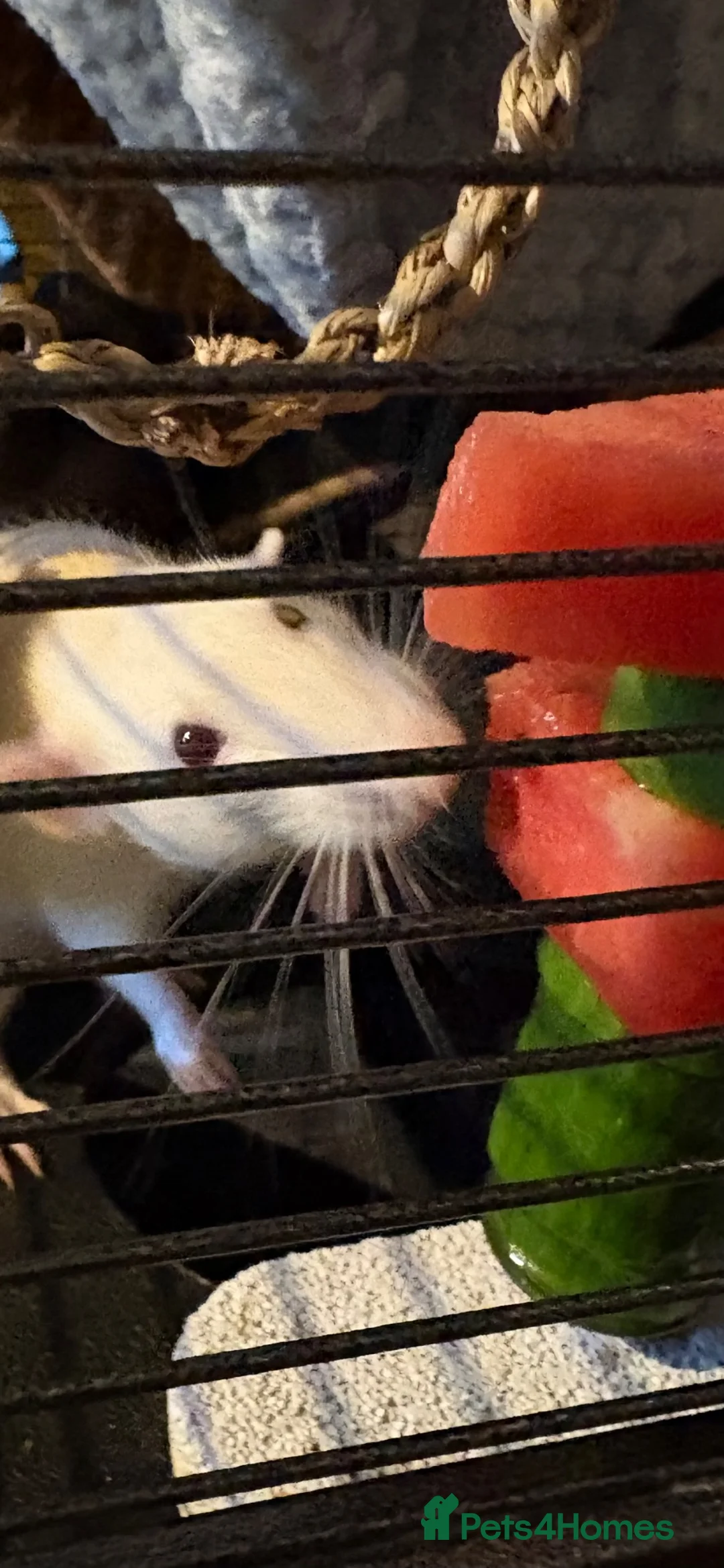 Rat rodents for sale: Fancy Dumbo Rats 8 months old with cage - Advert 2