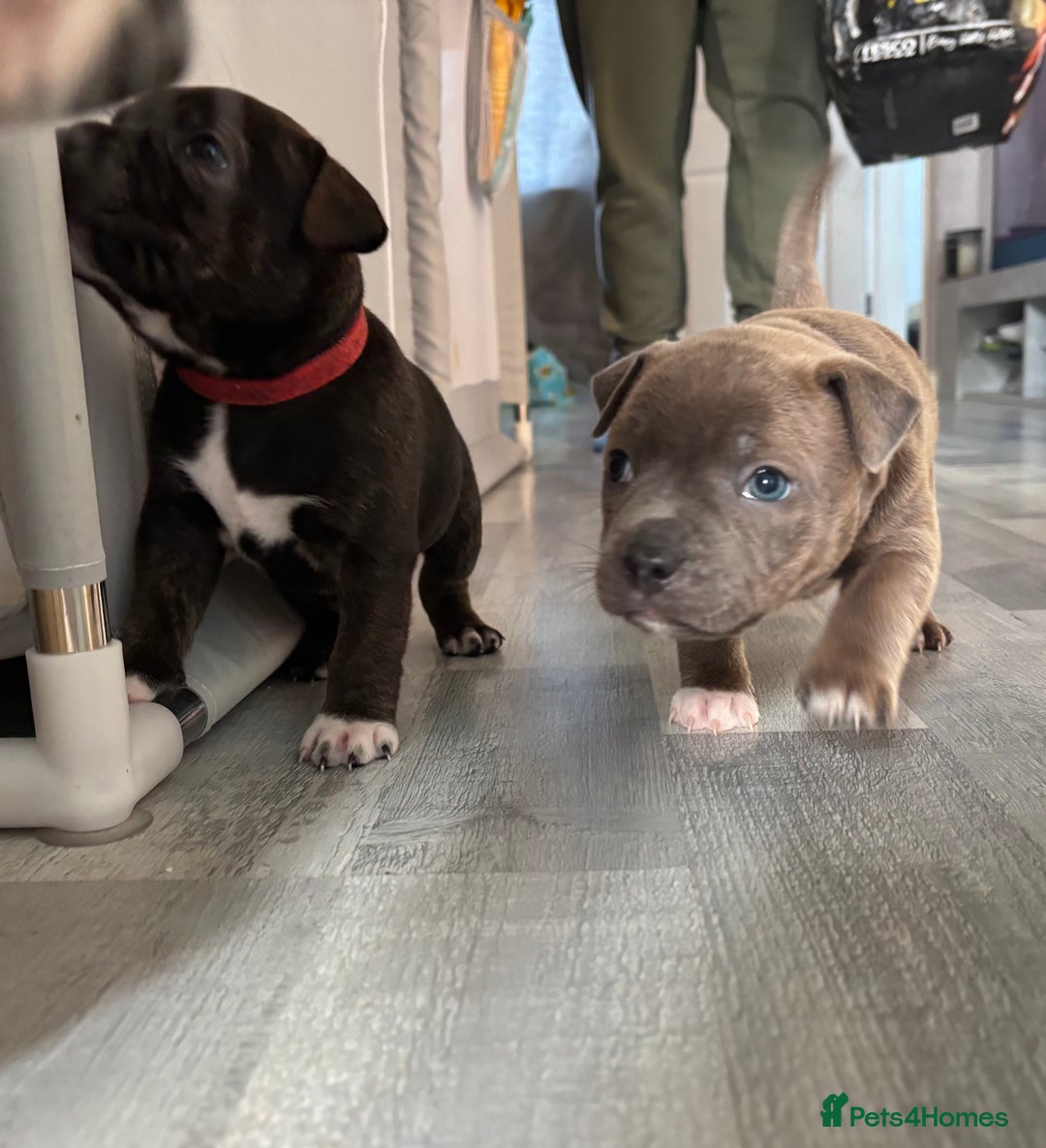 Staffordshire Bull Terrier dogs for sale: Two gorgeous puppies left  - Advert 1