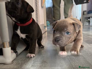 Staffordshire Bull Terrier dogs Two gorgeous puppies left - Advert 8