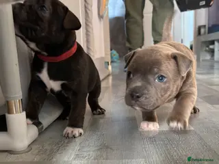 Staffordshire Bull Terrier dogs Two gorgeous puppies left - Advert 10