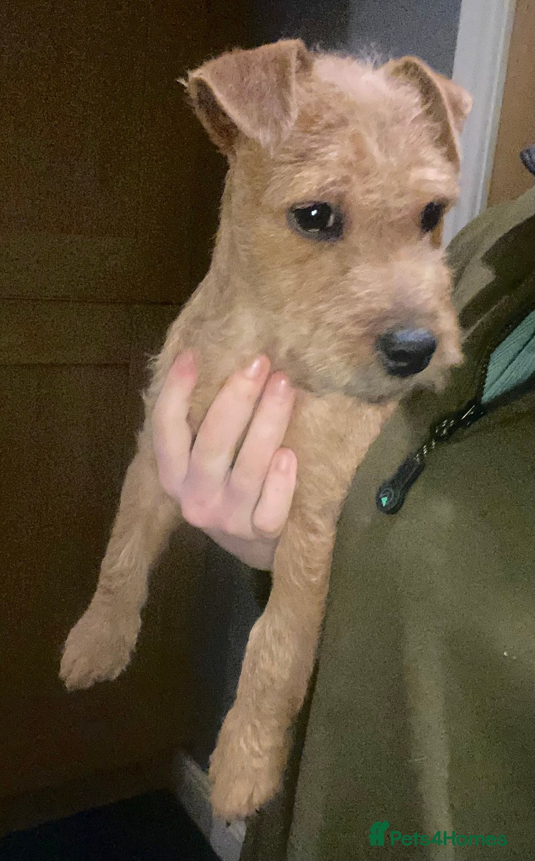 Lakeland Terrier dogs for sale: Red Working Type Lakeland Terrier Male For Sale - Advert 4