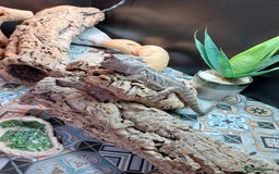 Bearded Dragon reptiles for sale: Male bearded dragon and full set up  - Image 4