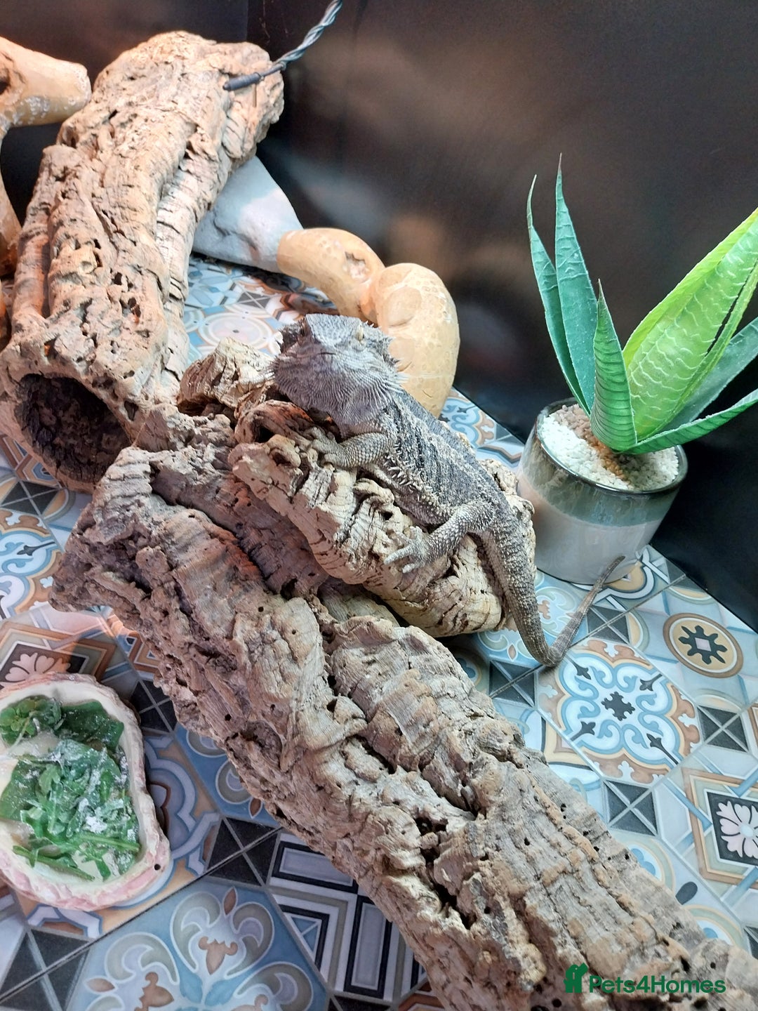 Bearded Dragon reptiles for sale: Male bearded dragon and full set up  - Image 4