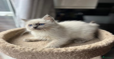 Ragdoll cats Gccf ragdoll kittens  - Advert 7